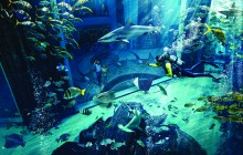 Atlantis The Palm, Dubai2