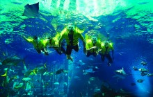 Ultimate Snorkel Experience at Dubai Atlantis