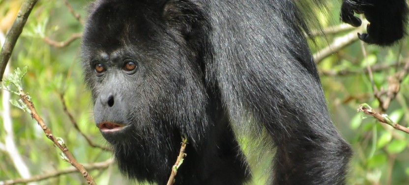 Belize Tour: Exciting Adventures in Tropical Paradise (9 Days)