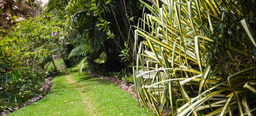 Guided Kava Plantation Tour at Eden on the River