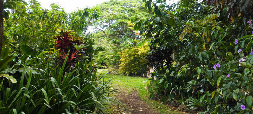 Guided Kava Plantation Tour at Eden on the River