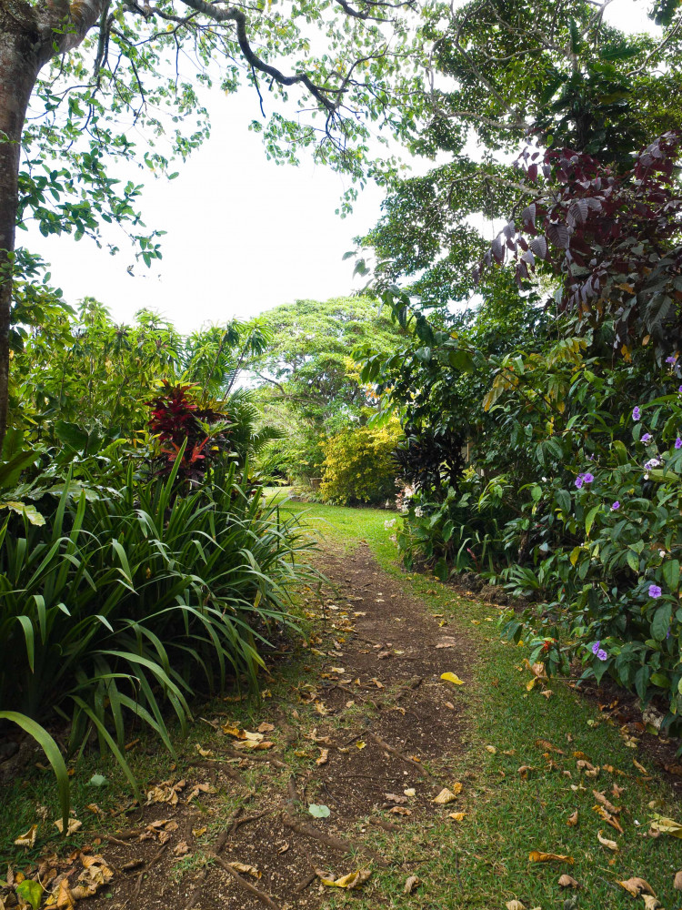 Guided Kava Plantation Tour at Eden on the River