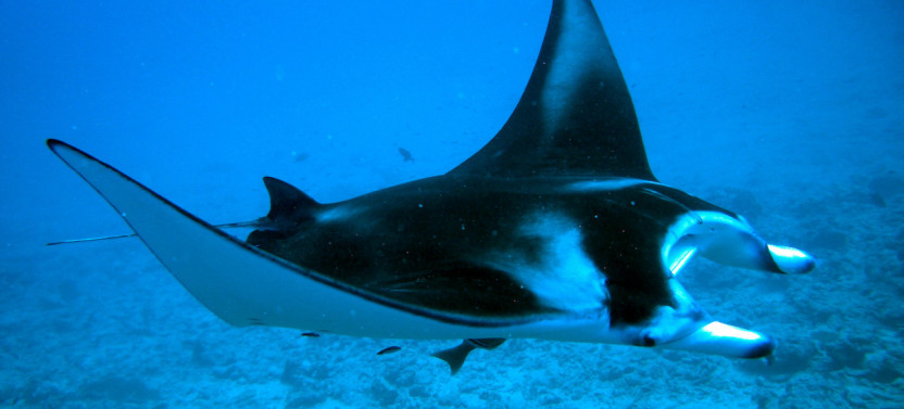 Eco Sharks, Rays & Coral Garden Snorkeling
