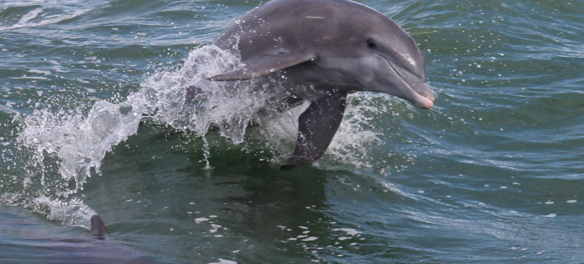 Dolphin Exploration Tour