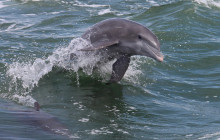 Dolphin Exploration Tour