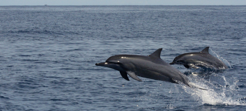 Dolphin Exploration Tour