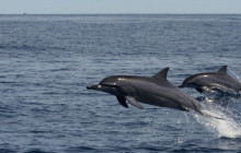 Dolphin Exploration Tour