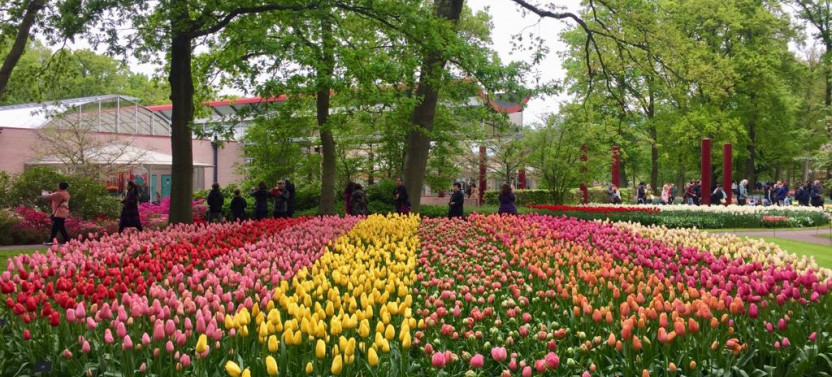 Private Day Tour of Tulips and Windmills with Lunch