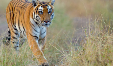 A picture of Golden Triangle with Tigers Tour - 9 Days