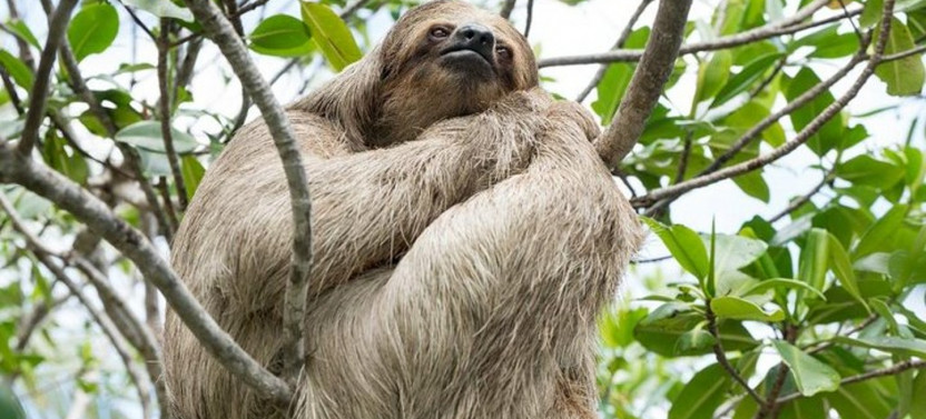 Roatan Adventure: ATVs, Ziplining, Sloth Park & Beach Break
