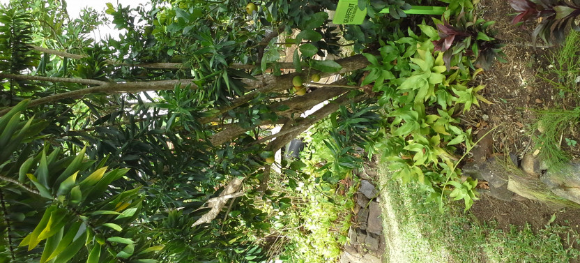Half Day Excursion: Island Magic From Soufriere