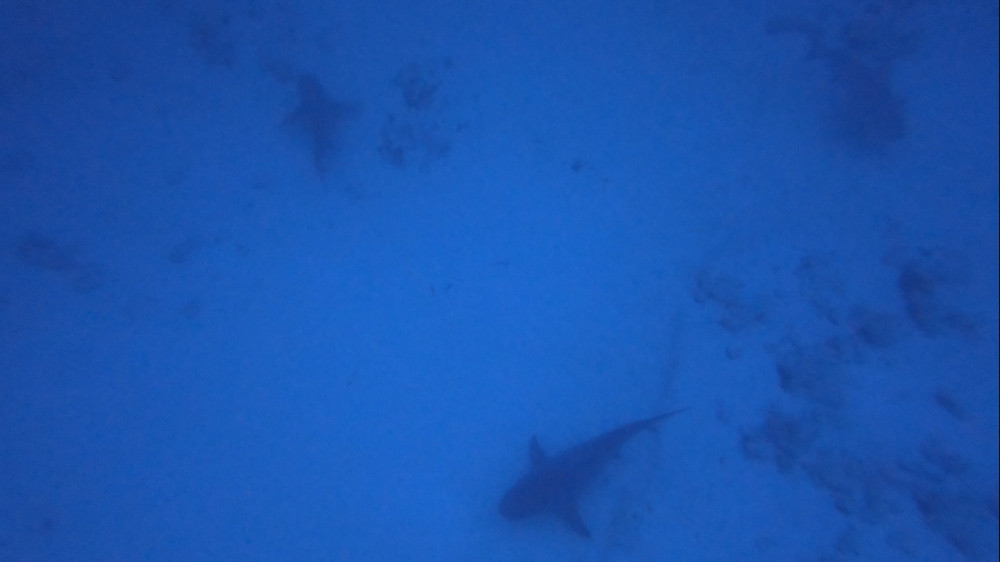 Bullshark 2 Tanks Dive at Playa del Carmen - Cozumel | Project Expedition