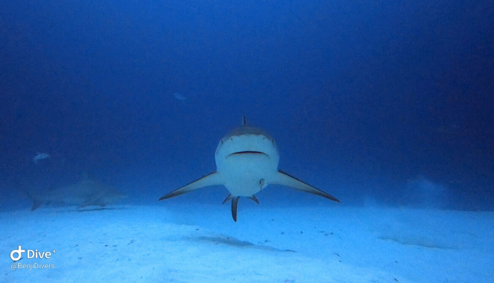 Bullshark 2 Tanks Dive at Playa del Carmen - Cozumel | Project Expedition