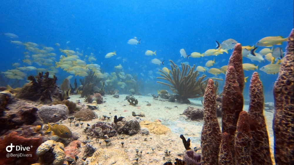 Discover Scuba Diving 1 Tank Shore Dive - Cozumel | Project Expedition