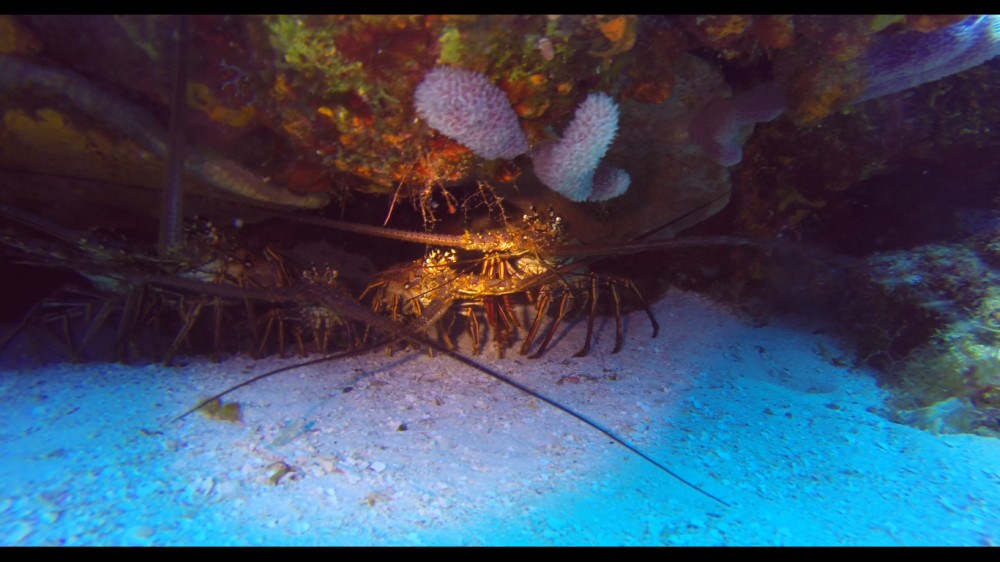 Discover Scuba Diving 1 Tank Shore Dive - Cozumel | Project Expedition