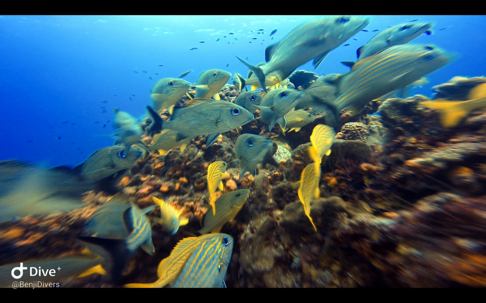 Discover Scuba Diving 2 Tanks Boat Dive - Cozumel | Project Expedition