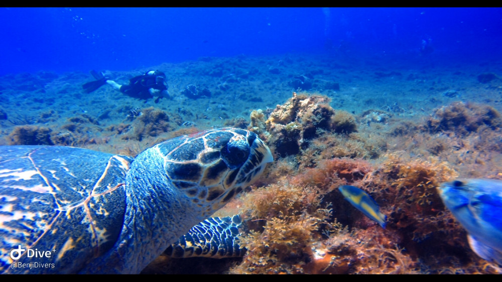 Fun Dive 2 Tanks from Boat (with Full Gear) - Cozumel | Project Expedition