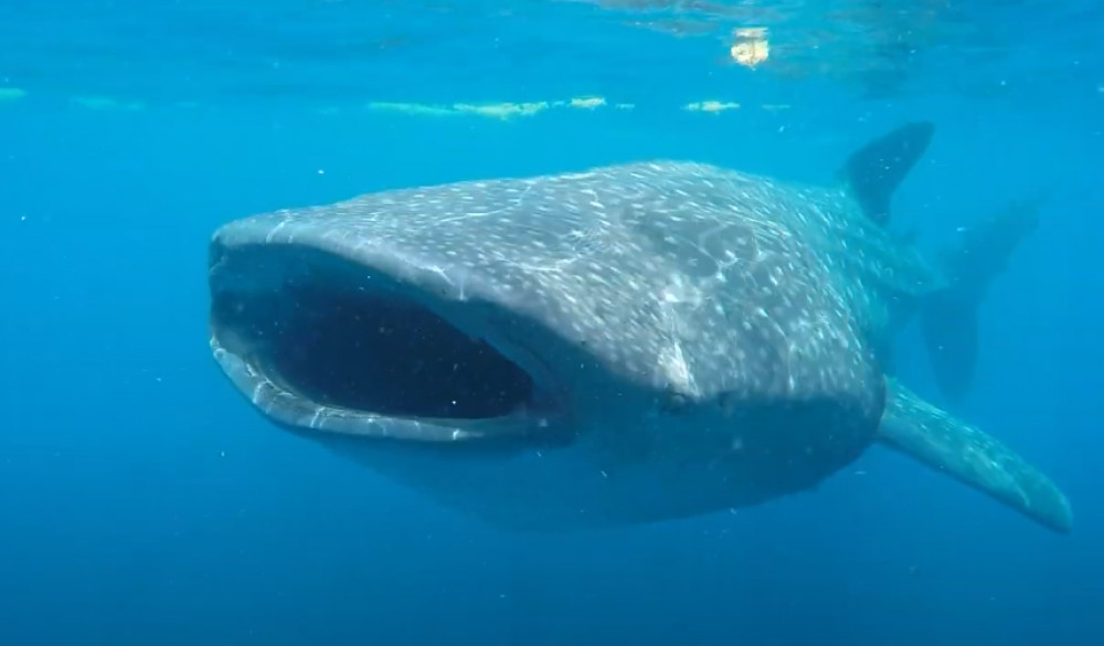 Whaleshark Snorkeling from Cancun