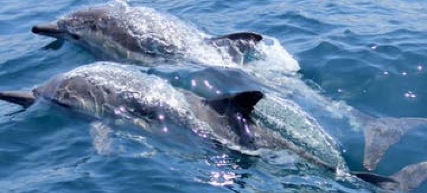 Private 1/2 Day: Snorkeling Along The West Coast from Soufriere