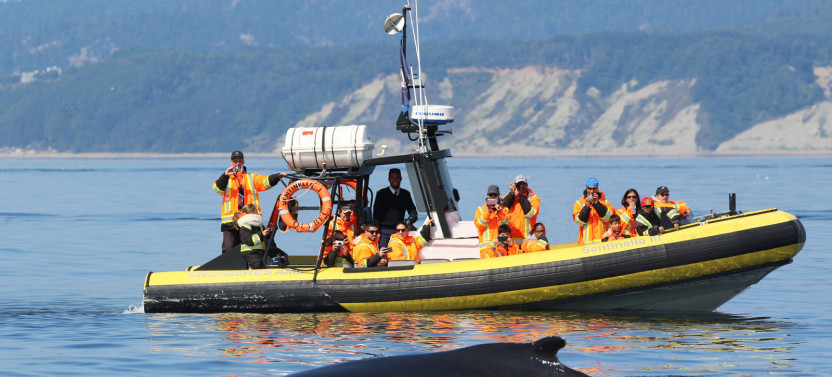 Whale Watching Cruise by Zodiac Adventure – Tadoussac