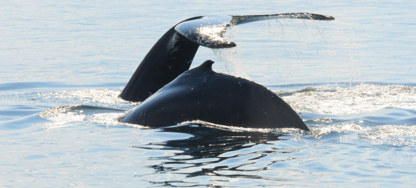 Whale Watching Cruise by Zodiac Adventure – Tadoussac