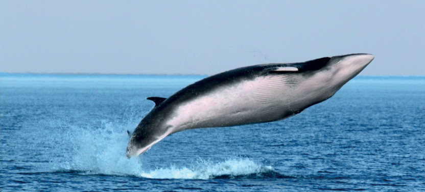 Whale Watching Cruise by Zodiac Expedition – Tadoussac