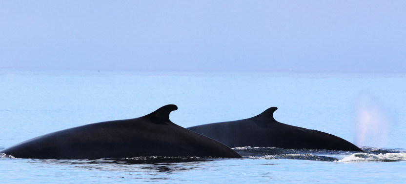 Whale Watching Cruise by Zodiac Expedition – Tadoussac