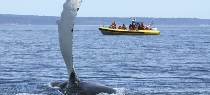Whale Watching Cruise by Zodiac Expedition – Tadoussac