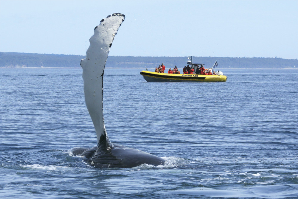 Whale Watching Cruise by Zodiac Expedition – Tadoussac