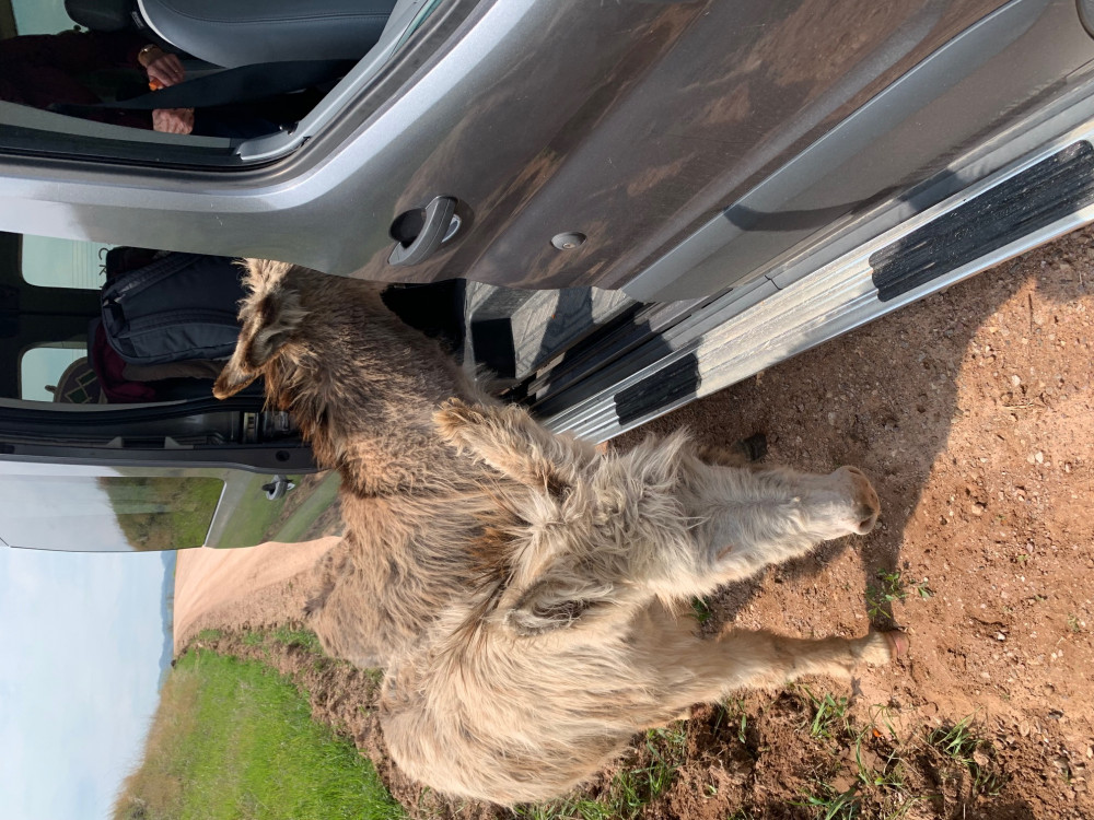 Private Custer State Park Jeep Safari & Hiking Tour Rapid City