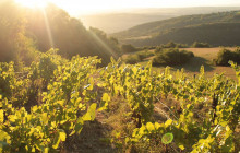 Rhône Trip1