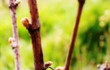Rhône Trip4