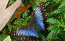 Greenway Nature Tours1459