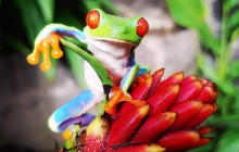 Greenway Nature Tours1465