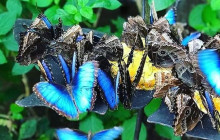 Greenway Nature Tours1470