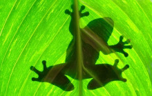 Greenway Nature Tours1569