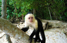 Greenway Nature Tours1572