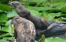 Greenway Nature Tours1574