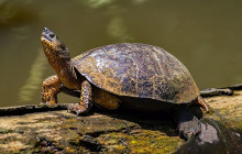 Greenway Nature Tours1577