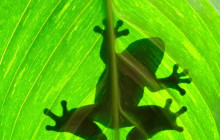 Greenway Nature Tours1582