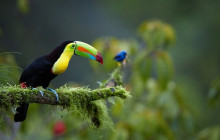 Greenway Nature Tours1586