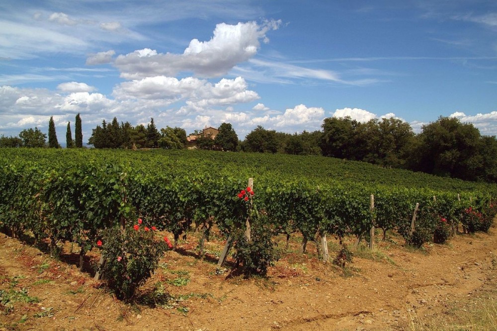 Brunello di Montalcino