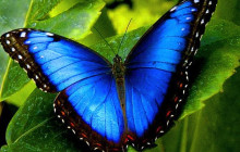 Greenway Nature Tours1598