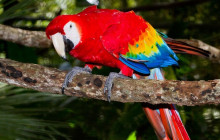 Greenway Nature Tours1616