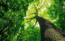 Greenway Nature Tours1670