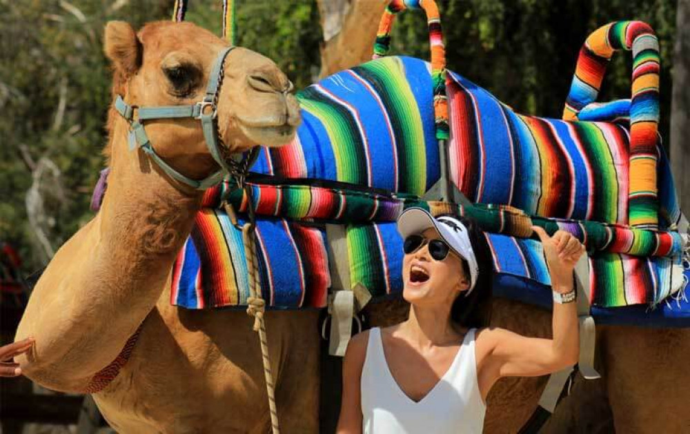 Los Cabos Camel Tour - Cabo San Lucas | Project Expedition