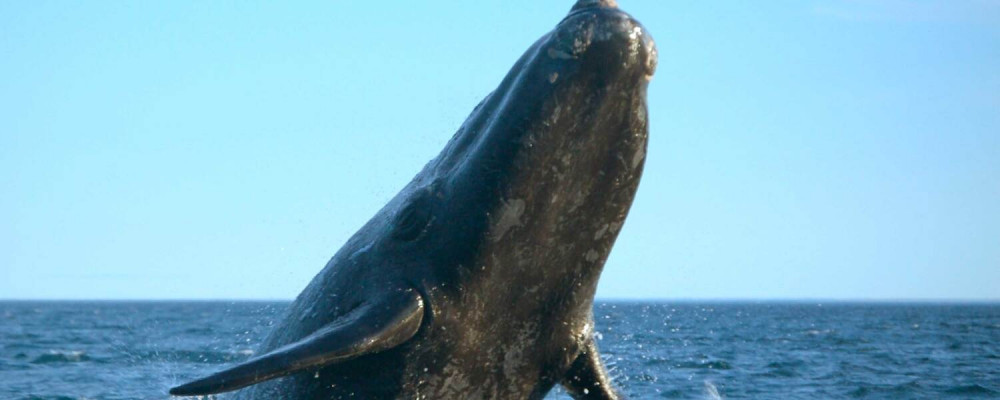 Los Cabos Whale Watching Tour