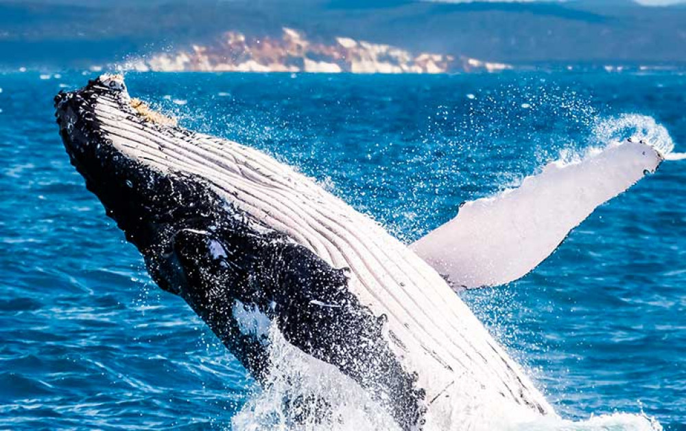 whale tour cabo san lucas
