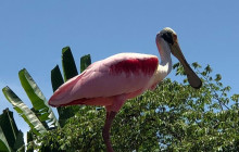 Greenway Nature Tours1745