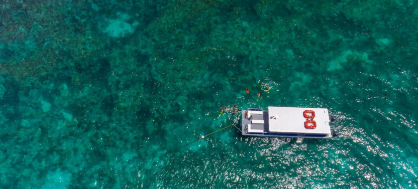 Dolphin Watch & Snorkel Combo